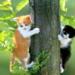 climb tree