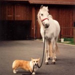 playing with your pet